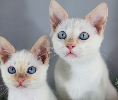 flame point siamese breeder near me