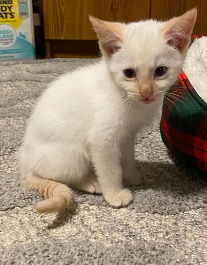 flame point kitten