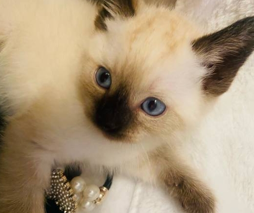 free siamese kittens near me craigslist