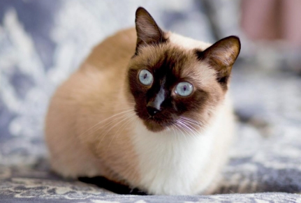 famous siamese cats