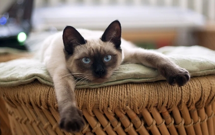 exotic siamese cat