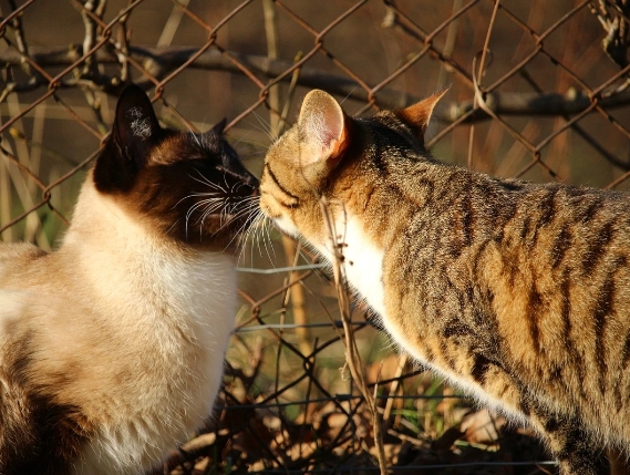 cat like siamese