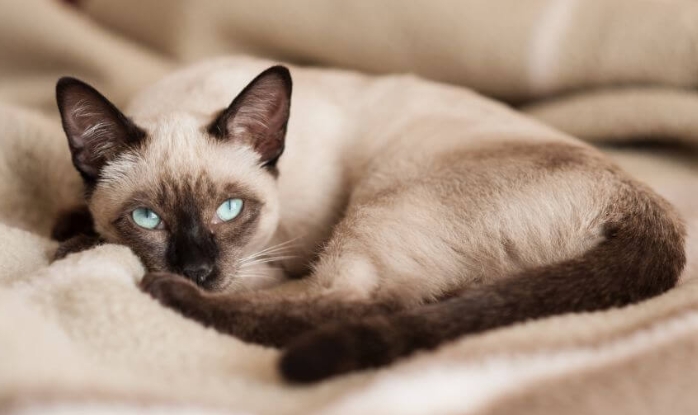 american siamese cat