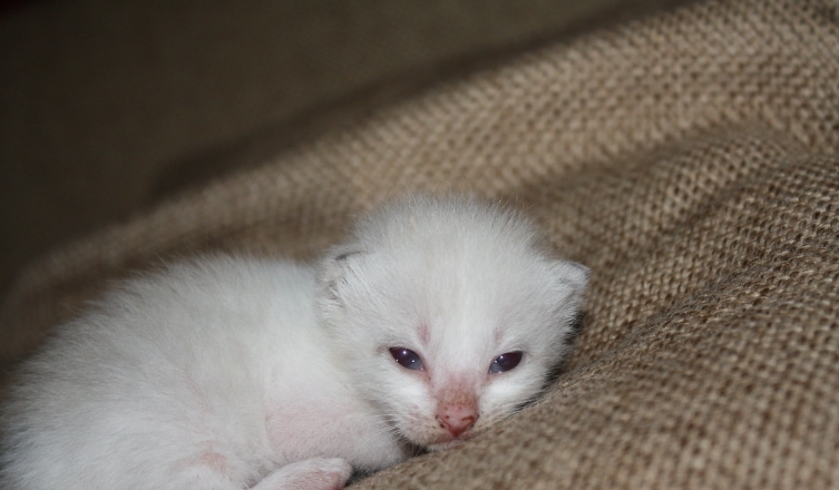 2 week old siamese kittens
