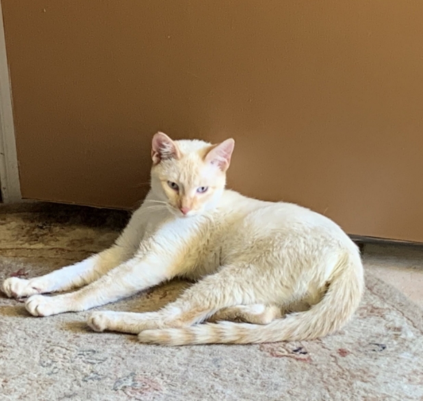 flame point siamese rescue