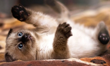 cute siamese