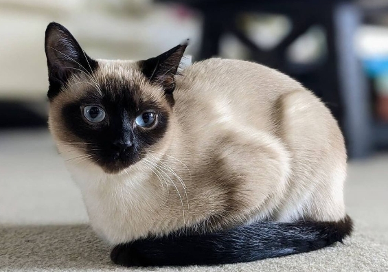 blue point siamese kittens for sale near me