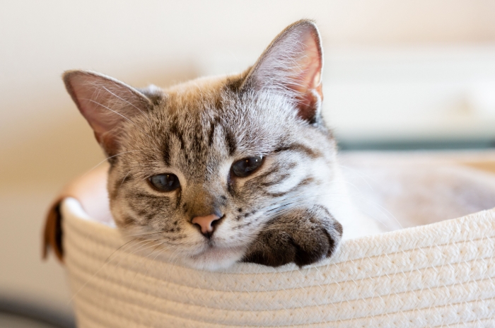 blue point siamese for sale
