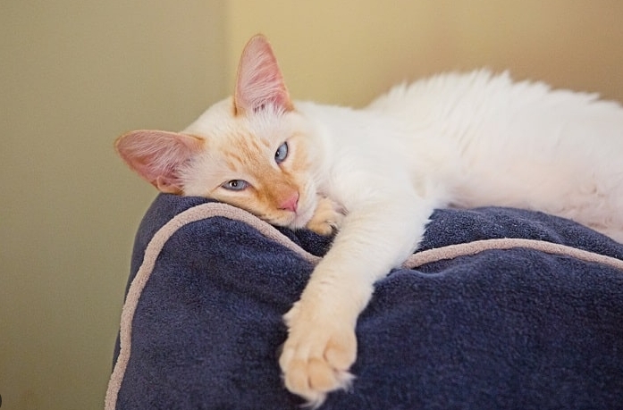 flame siamese cat
