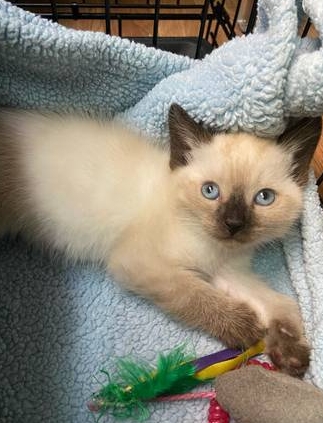 free siamese cat