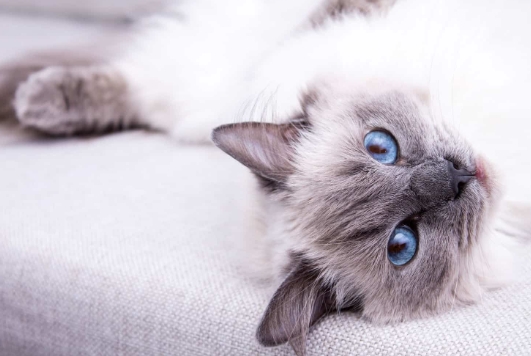 blue point cat price