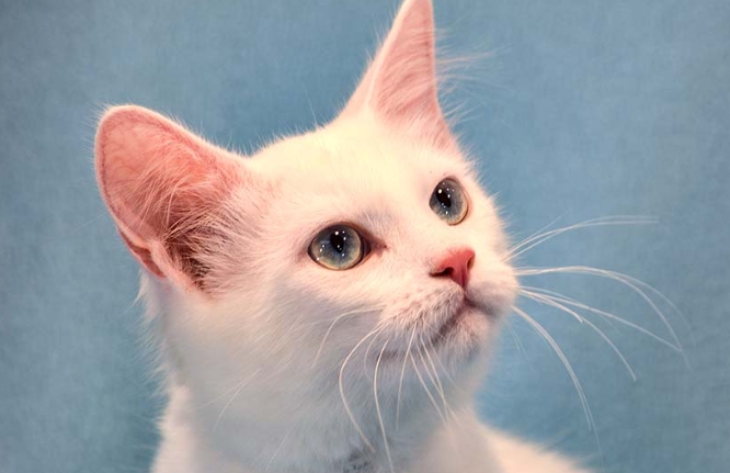 blue moon siamese