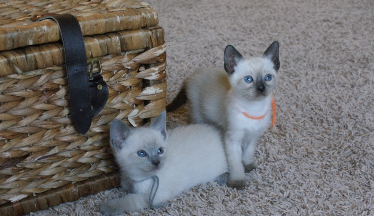 applehead blue point siamese