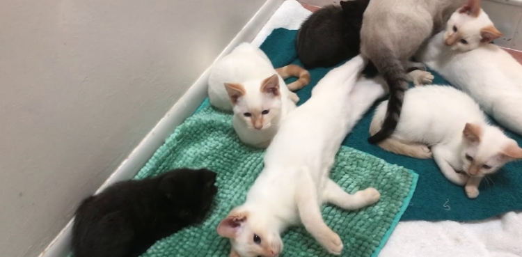flame point siamese kittens for sale near me
