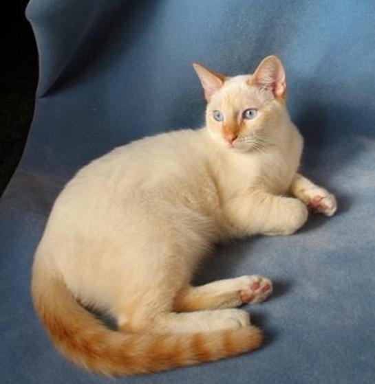 flame point siamese price