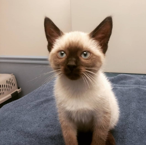 cheap siamese kittens for sale
