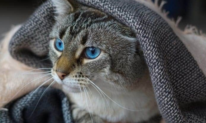blue lynx point siamese