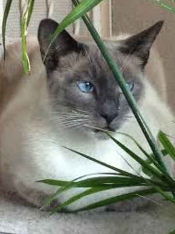 free siamese near me