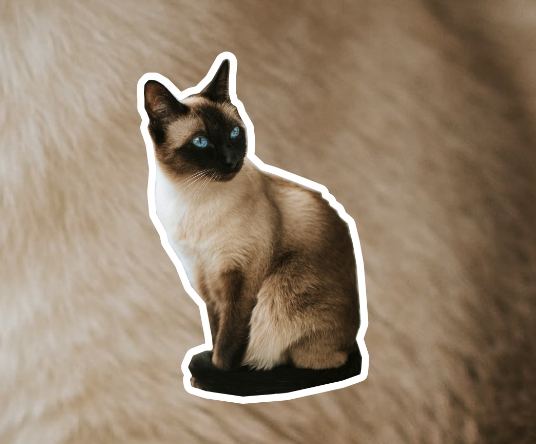 full breed siamese cat