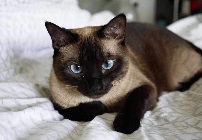 dark brown siamese cat