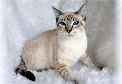 blue lynx point balinese