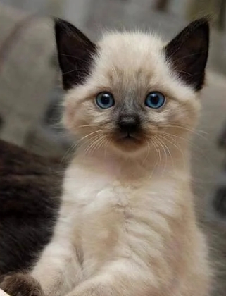 cute siamese kitten