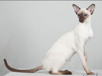 blue isles siamese