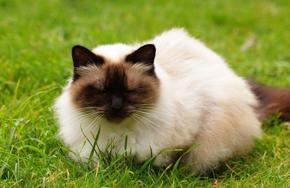 cross breed siamese and persian