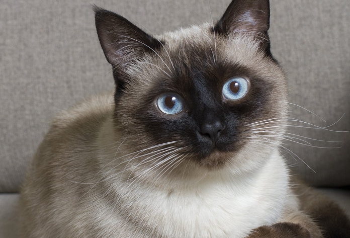female siamese cat