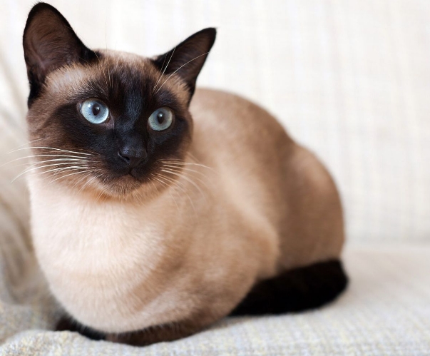 female siamese