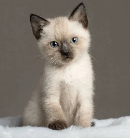 gray siamese kitten