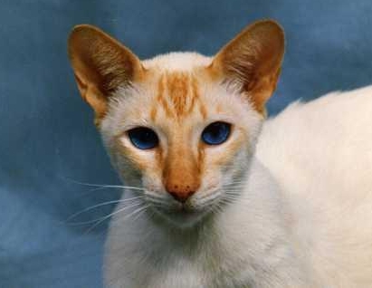 golden siamese
