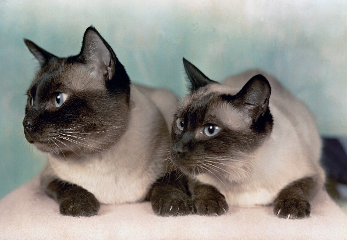 gray siamese cat