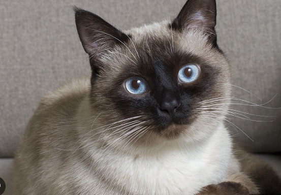 grey siamese