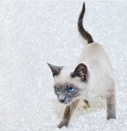 grey point siamese