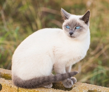 grey point siamese cat