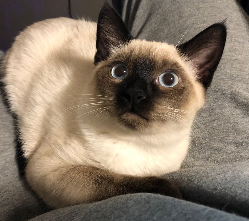 hoobly siamese kittens