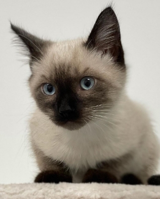 hoobly siamese