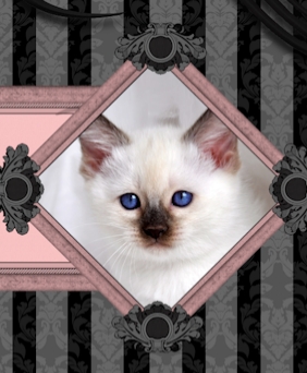 hypoallergenic siamese cats for sale