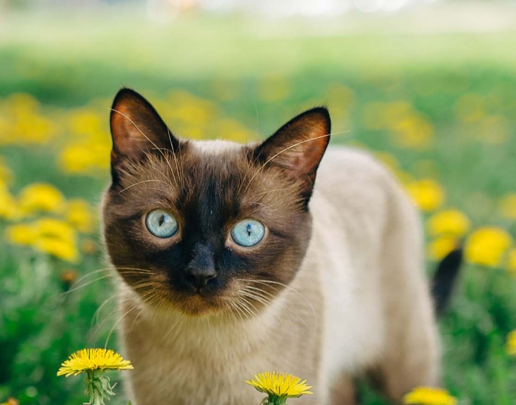 inverted siamese cat