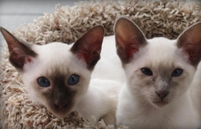 joroby siamese