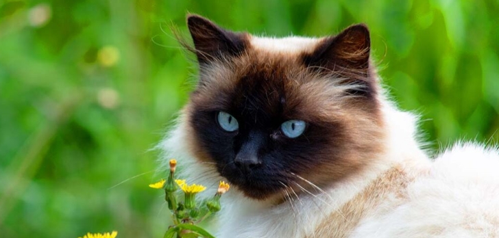 half himalayan half siamese cat
