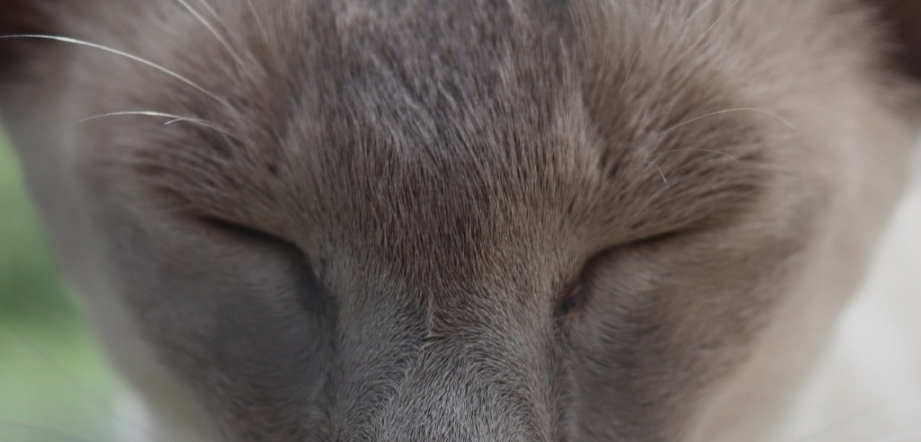 jayallwend siamese