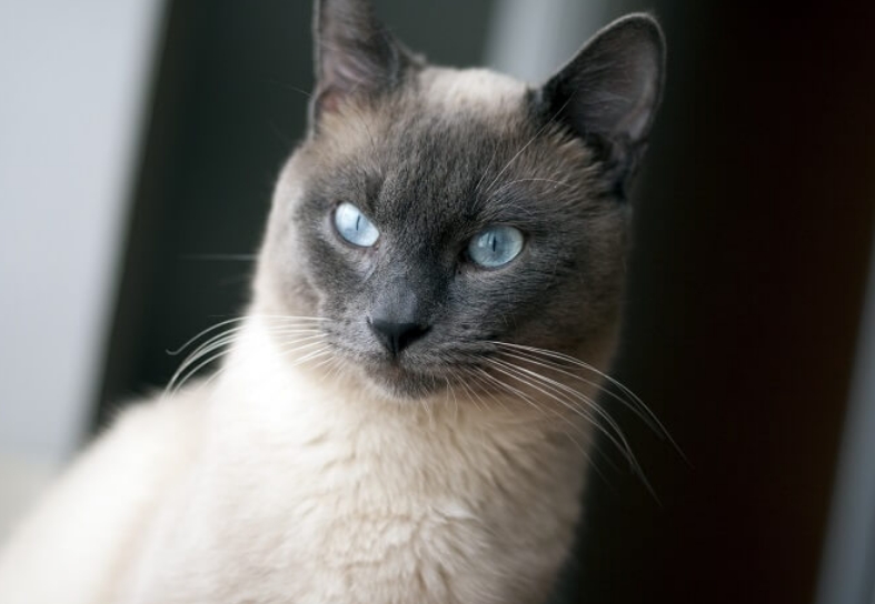 hypoallergenic cats siamese
