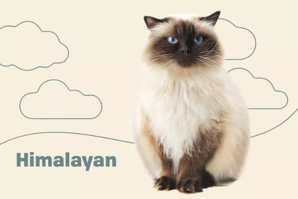 himalayan x siamese cat