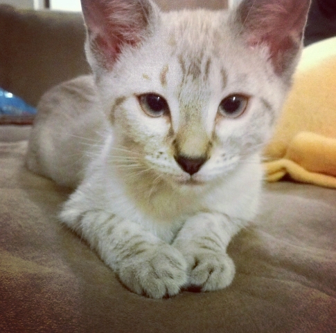half bengal half siamese cat