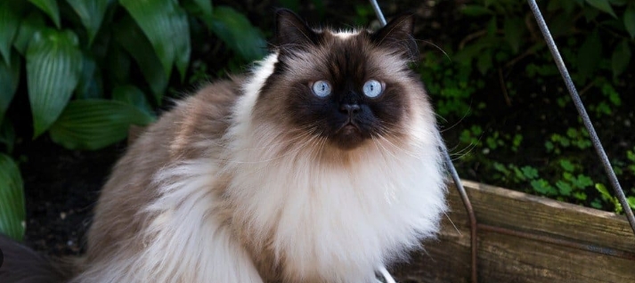 himalayan x siamese