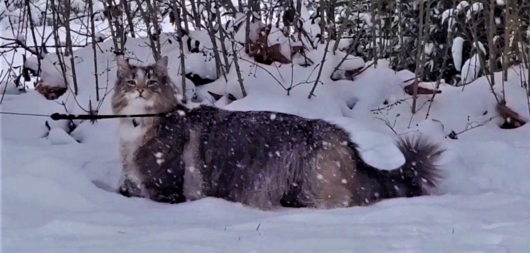 norwegian fairy cat