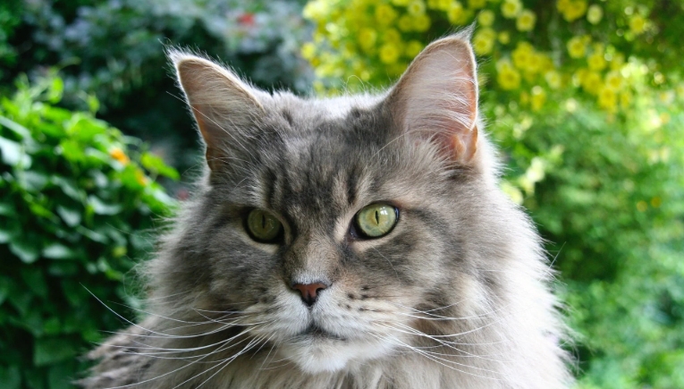 maine coon norwegian forest cat black
