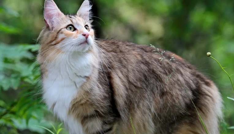 norwegian cat hypoallergenic